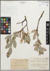 Foto von Salix glauca var. appendiculata Wahlenb. x Salix phylicifolia L.